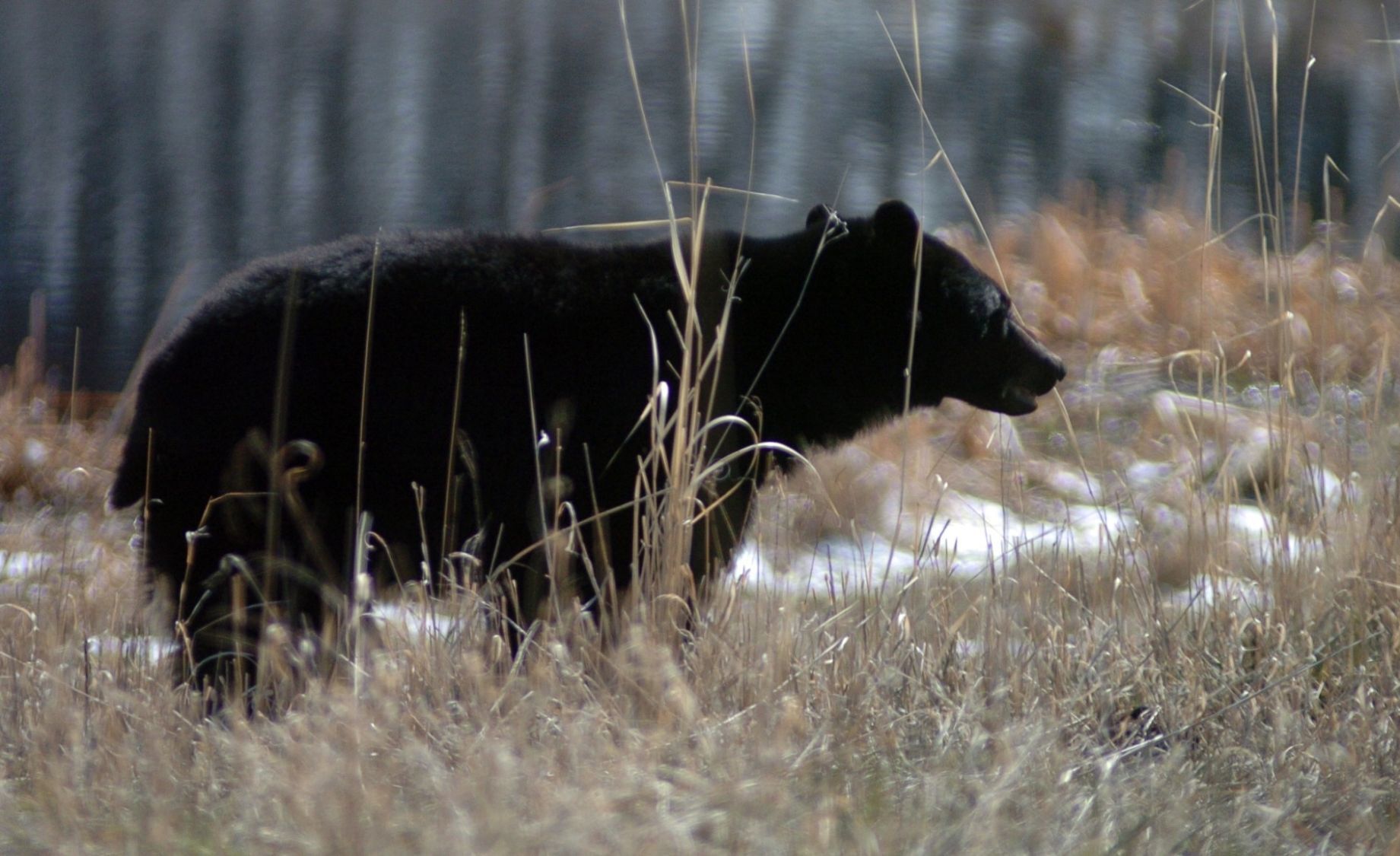 Ours noir